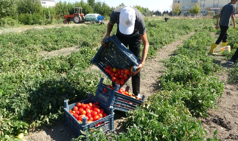 Malatya’da Okulda Domates Yetiştirilip Salça Üretiliyor