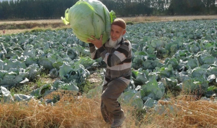 Malatya'nın Darende İlçesinde Gökyar Lahanasında Hasat Başladı