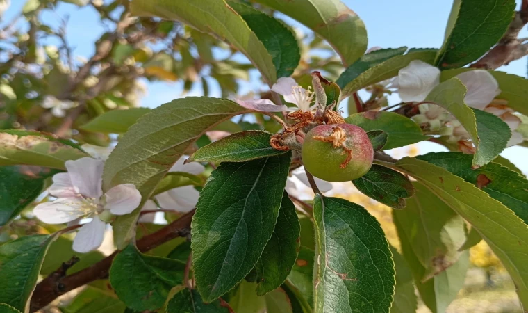 Malatya'da elma ağacı çiçek açıp meyve verdi