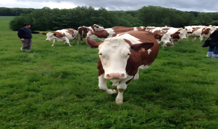 ABD Tarım Bakanlığı Raporu: Türkiye Hayvan İthalatında Dünyada İkinci Sırada