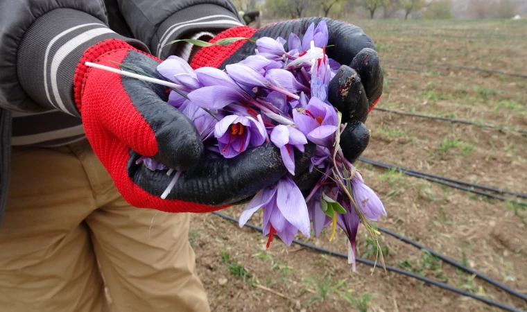 Gramı 600 TL’lik Safran Malatya’da Tüketicinin Gözdesi