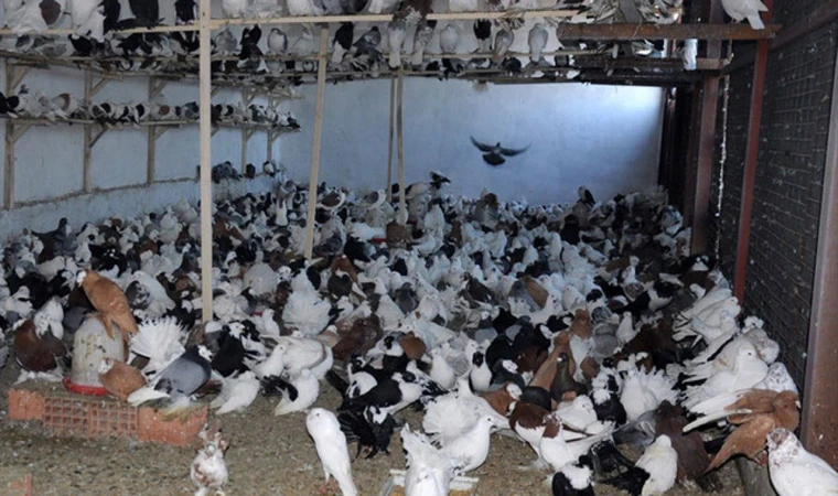Yozgat’ta İlginç Haciz: Banka Güvercinleri Satışa Çıkardı