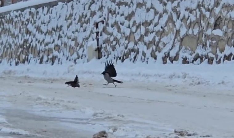 İlçe beyaza büründü, aç kalan kargalar sokaklara indi