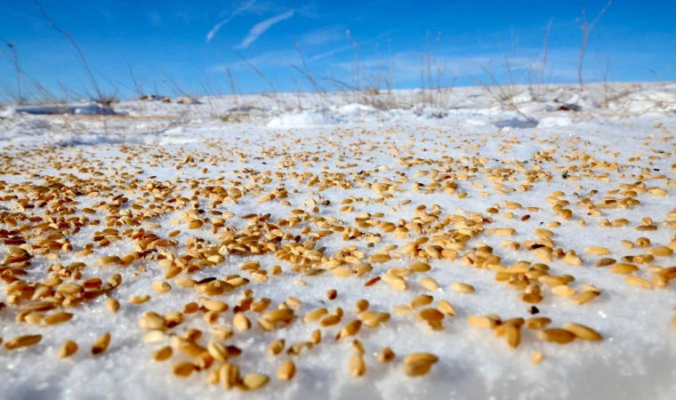 Malatya Darende’de yaban hayvanları için doğaya yem bırakıldı