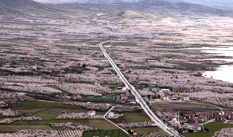 Kayısı Cenneti Malatya Beyaza Büründü: Çiçekler Kartpostallık Görüntüler Oluşturdu