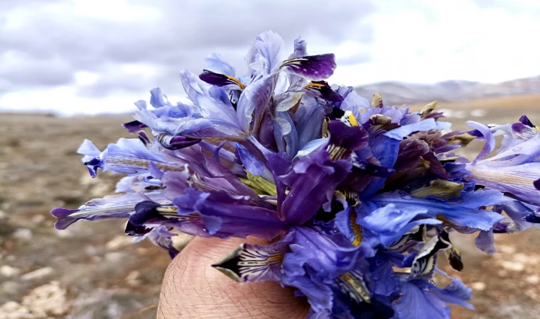 Nevruz Çiçekleri İle Darende Dağları Renk Cümbüşüne Büründü