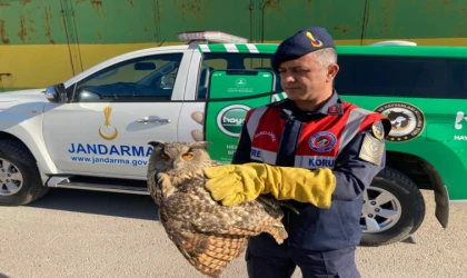 Malatya’da nesli tükenmekte olan ‘Kulaklı Orman Baykuşu’ bulundu