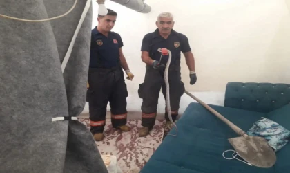 Depremzede ailenin kaldığı çadıra giren yılan yakalandı