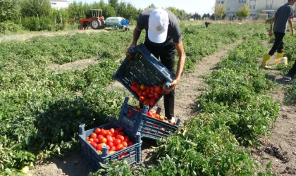 Malatya’da Okulda Domates Yetiştirilip Salça Üretiliyor