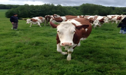 ABD Tarım Bakanlığı Raporu: Türkiye Hayvan İthalatında Dünyada İkinci Sırada