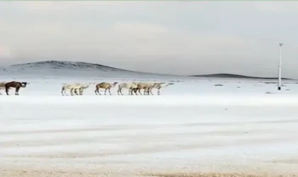 Çöl Ülkesinde Nadir Görüntü: Suudi Arabistan’a Kar Yağdı