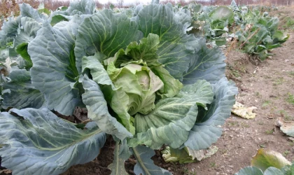 Malatya'da çiftçiler alternatif ürünlerle zararlarını telefi ediyor