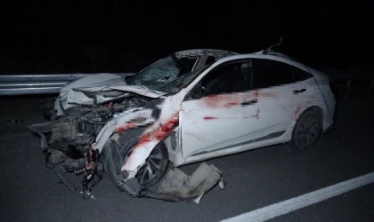 Malatya'da feci olay: Milyonluk taylar karayolunda telef oldu