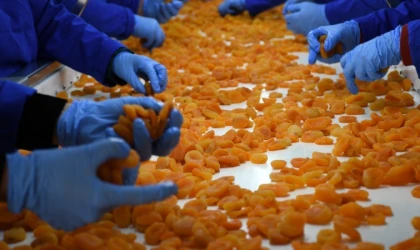 Malatya'da kuru kayısıda 11 ayda 275 milyon dolar gelir elde edildi