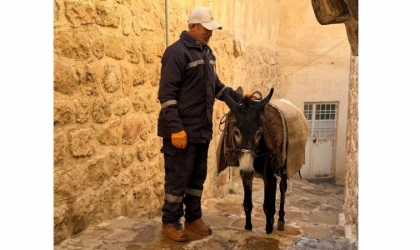 Mardin’de Belediyenin Kadrolu İşçi Eşekleri Emekli Ediliyor