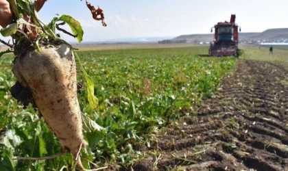 Türkiye Şeker Fabrikaları’nın Son 6 Yıldaki Kâr/Zarar Performansı