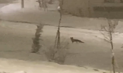 Aç kalan tilki şehir merkezine indi