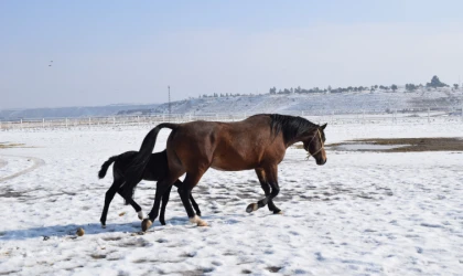 Malatya'da 2026 şampiyon adayı taylar dünyaya gelmeye başladı