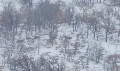 Malatya'da aç kalan domuz ve kurtlar, yerleşim yerlerine indi