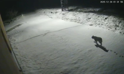 Malatya'da ‘vaşak görüntülendi