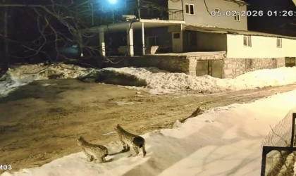Hekimhan’da Vaşak Ailesi Güvenlik Kamerasına Yansıdı