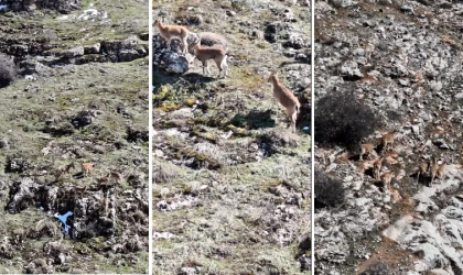 Beydağı’ndaki Dağ Keçileri Malatya’nın Doğal Zenginliğini Gözler Önüne Serdi