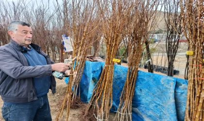 Darende’de Kayısı Fidanına Yoğun İlgi