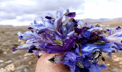 Nevruz Çiçekleri İle Darende Dağları Renk Cümbüşüne Büründü