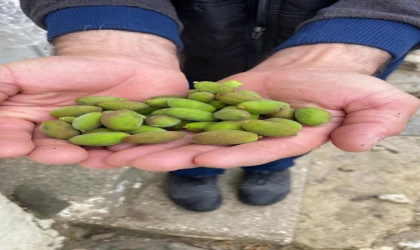 Dolu Afeti Kayısıyı Vurdu, Üretici Destek Bekliyor