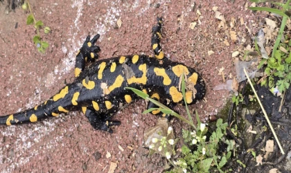 Gündüzbey’de Nadir Tür Görüntülendi: Anadolu semenderi Ortaya Çıktı
