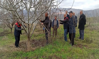 Kale İlçesinde Uygulamalı Meyve Ağacı Budama Eğitimi Verildi
