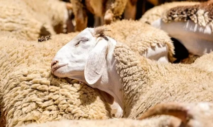 Kırsalda bereket küçükbaşa destek projesinde başvurular başladı