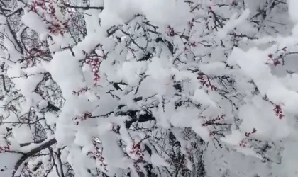 Nisan’da Kış Geri Döndü: Darende’de Kar, Kayısıda Don Riski