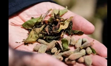 Zirai Don Riskine Karşı Üreticilere Kritik Uyarı: Önlemler Tek Tek Sıralandı