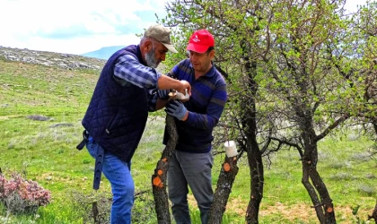 Yaban Ağaçları Aşıyla Meyveye Dönüştürülüyor