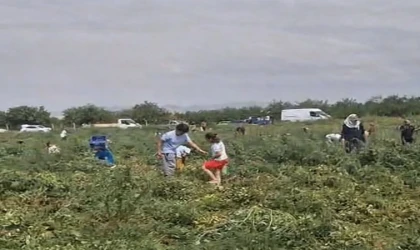 Domates Tarlada Kaldı, Üretici Ücretsiz Dağıttı