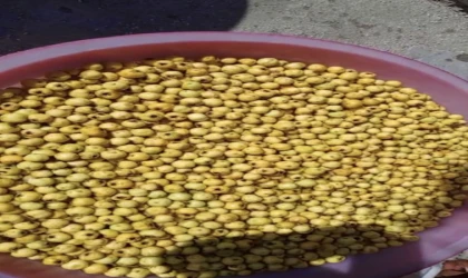 Darende’de Alıçlar Kışlık Marmelata Dönüşüyor