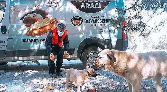 Büyükşehir Sokak Hayvanlarına Sahip Çıkıyor