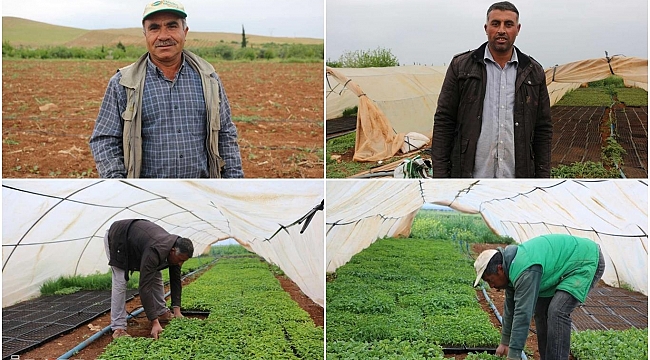 Tarım işçileri hem oruç tutuyor hem tarlada çalışıyor