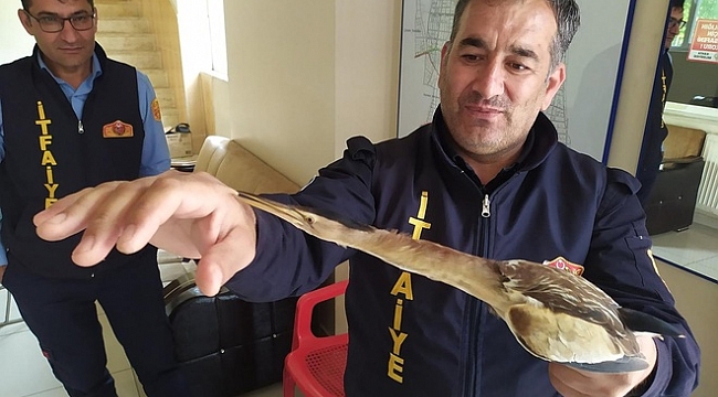 Adıyaman'da nesli tükenmekte olan balaban kuşu bulundu
