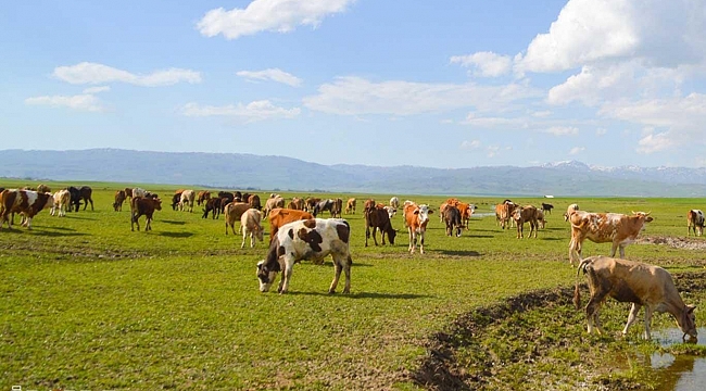 Çiftçilik ve hayvancılığın önemi, Coronavirus sürecinde çok daha iyi anlaşıldı 