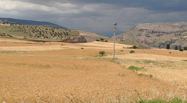 Elektrik direğindeki leylek yuvasına yıldırım düştü