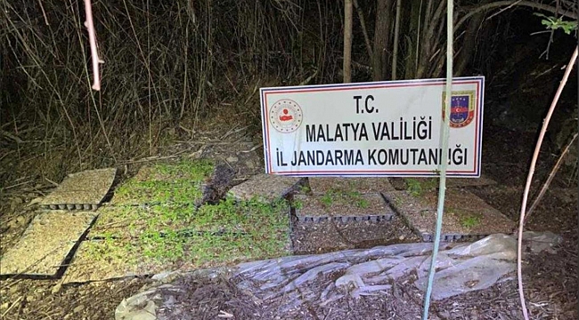 Malatya'da 4 bin 800 kök keneviri ele geçirildi