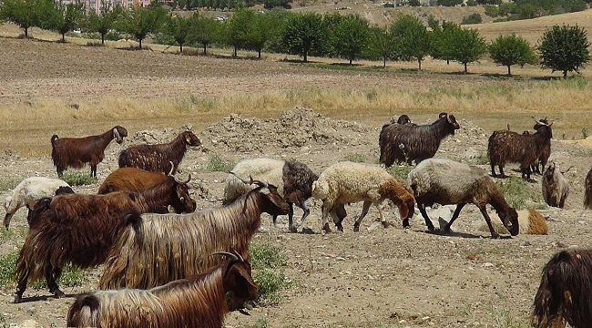 Yem fiyatlarındaki artış kurbanlık fiyatlarının yüksek olmasına neden oluyor