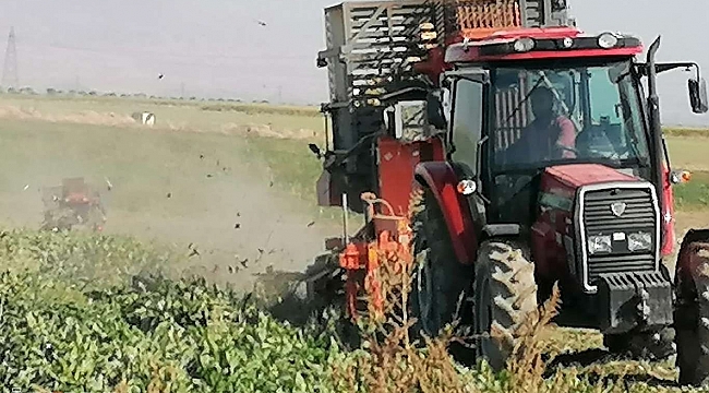 Kayısı diyarında şeker pancarı hasadı başladı