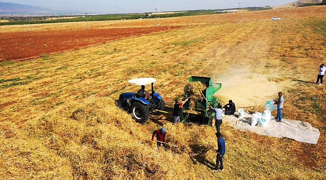 YEŞİLYURT BELEDİYESİ TARIMSAL ÜRETİM VE AR-GE SAHASINDA KURU FASULYE HASADI YAPILIYOR