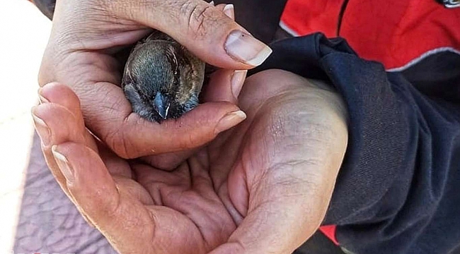 Yolda bulunan yaralı serçe hayvan barınağına teslim edildi