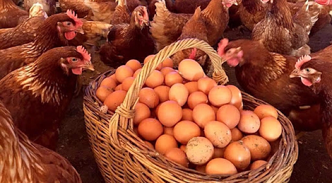 Tavuk yumurtası üretimi azaldı