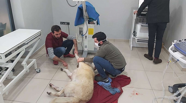 Malatya'da yaralı halde bulunan köpek tedavi edildi 