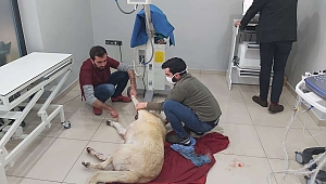 Malatya'da yaralı halde bulunan köpek tedavi edildi 